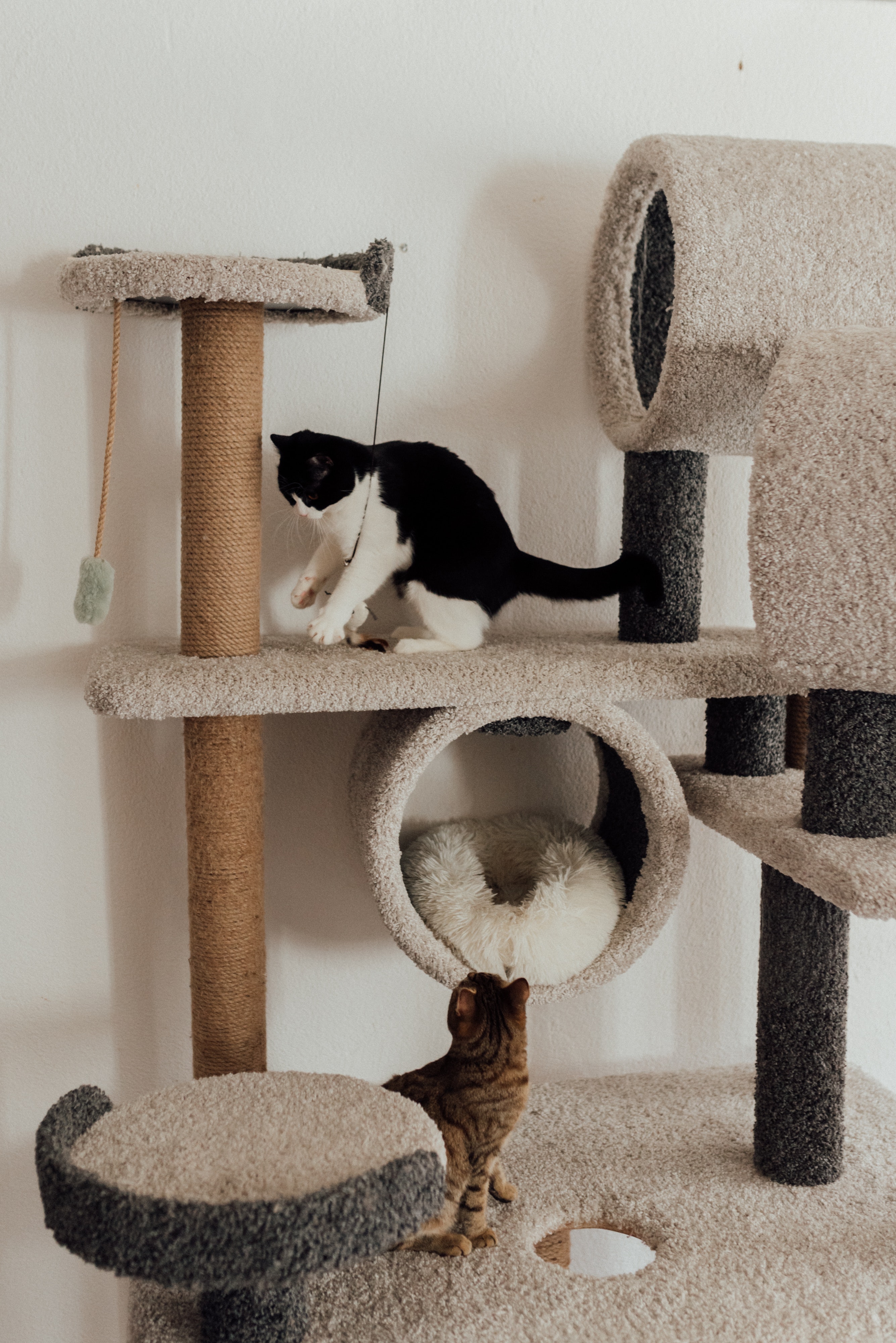 pet photo