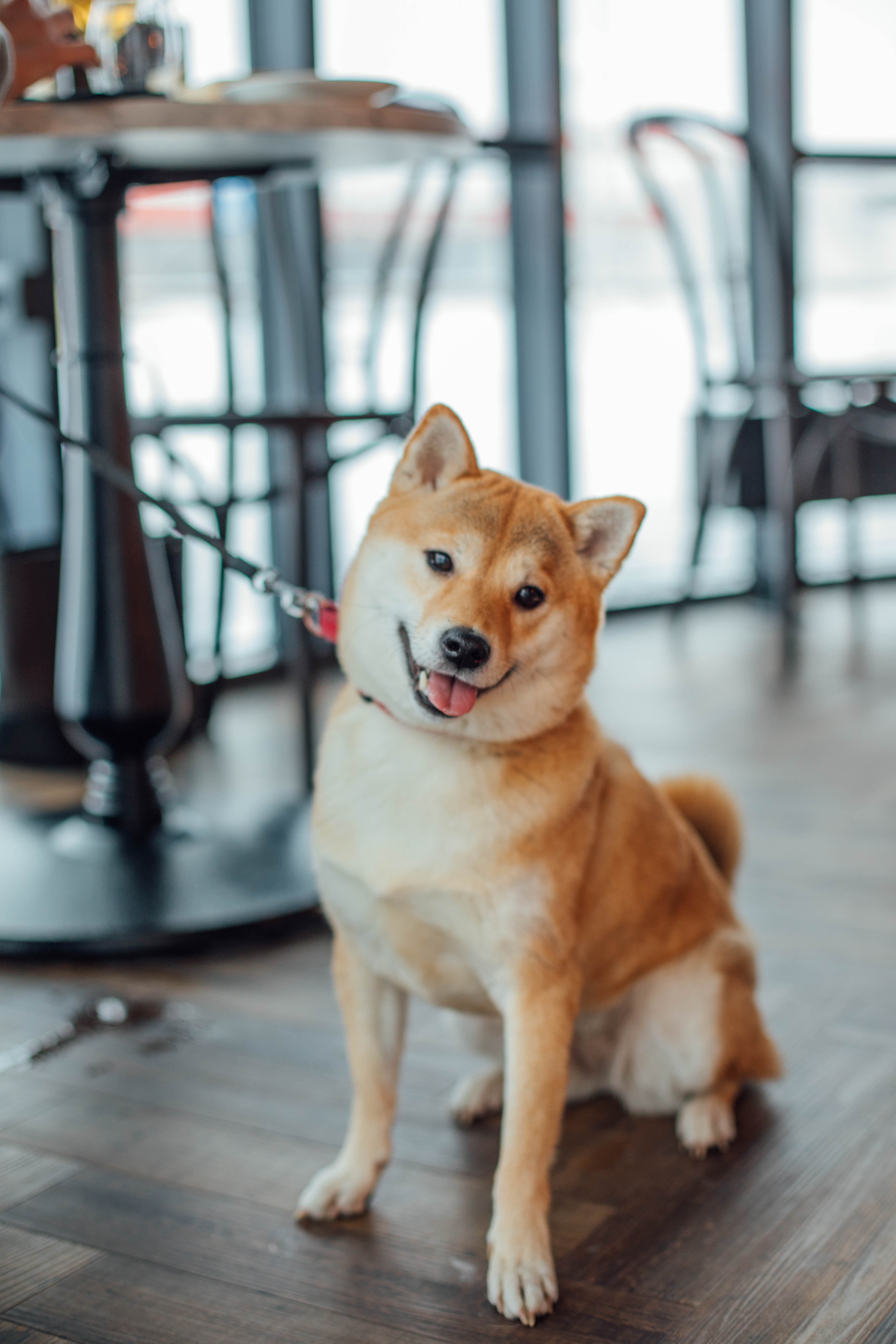 pet photo